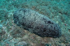 Holothuria whitmaei