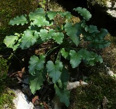 Campanula pyramidalis