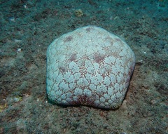 Culcita novaeguineae