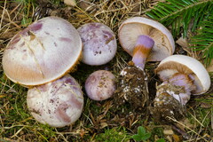 Cortinarius dibaphus