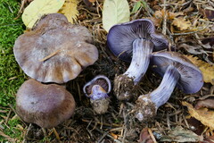 Thaxterogaster purpurascens