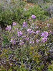 Euphrasia collina