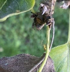 Enoplognatha ovata