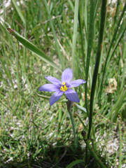 Sisyrinchium idahoense
