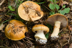 Cortinarius dalecarlicus