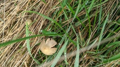 Psilocybe semilanceata