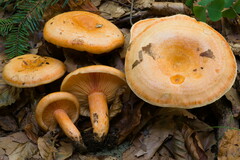 Lactarius salmonicolor