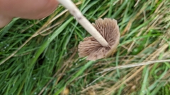 Psilocybe semilanceata