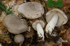 Tricholoma pardinum