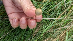 Psilocybe semilanceata