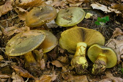 Cortinarius atrovirens