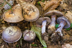 Cortinarius luhmannii