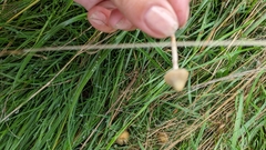 Psilocybe semilanceata