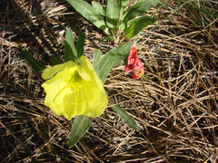 Oenothera howardii