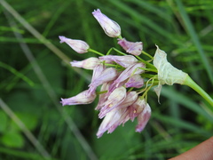 Allium roseum