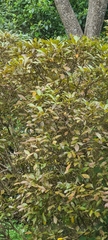 Pseudopanax discolor