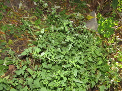 Chenopodium ucrainicum
