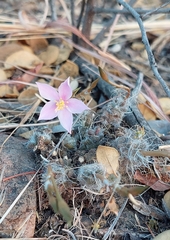 Anacampseros subnuda