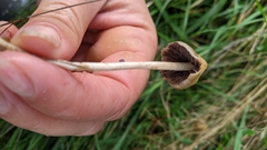 Psilocybe semilanceata