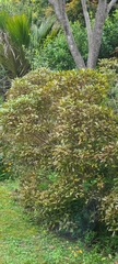 Pseudopanax discolor