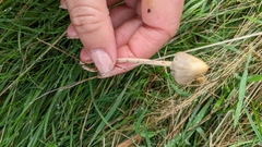 Psilocybe semilanceata