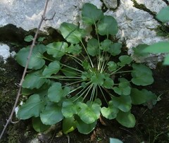Campanula pyramidalis