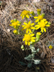 Packera multilobata