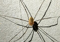 Opiliones
