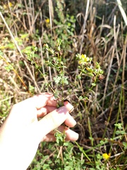 Hypericum undulatum