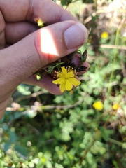 Hypericum undulatum