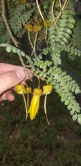 Sophora microphylla