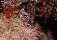 Phyllidiella