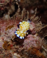 Goniobranchus vibratus