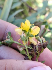 Hypericum undulatum