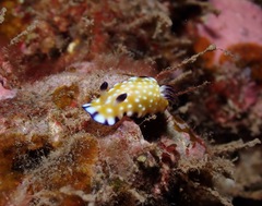 Goniobranchus vibratus