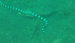 Myrichthys colubrinus