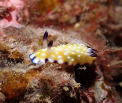 Goniobranchus vibratus