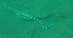 Myrichthys colubrinus