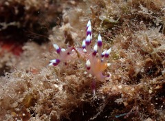 Coryphellina exoptata