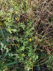 Hypericum undulatum