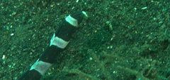 Myrichthys colubrinus