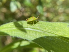 Ocirrhoe unimaculata