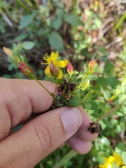 Hypericum undulatum