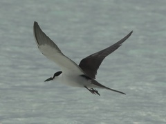 Onychoprion fuscatus