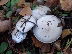 Agaricus