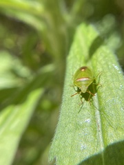 Ocirrhoe unimaculata