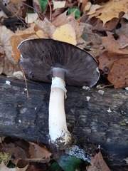 Agaricus