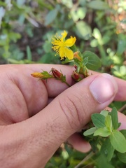 Hypericum undulatum