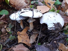 Agaricus