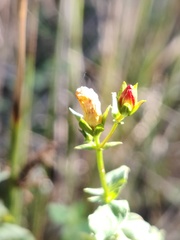 Hypericum undulatum